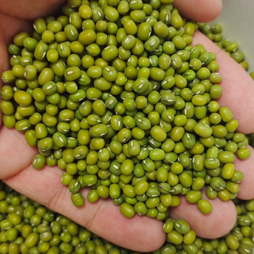 赤峰明绿豆芽豆2024 年芽苗菜专用生产厂家直销发芽率98%