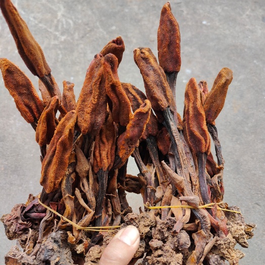 思茅云南普洱大山里的回春草_扎把_新货