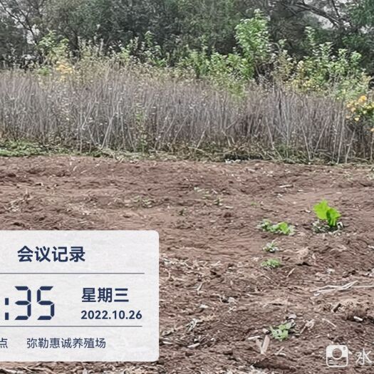 弥勒市富红苹果苗