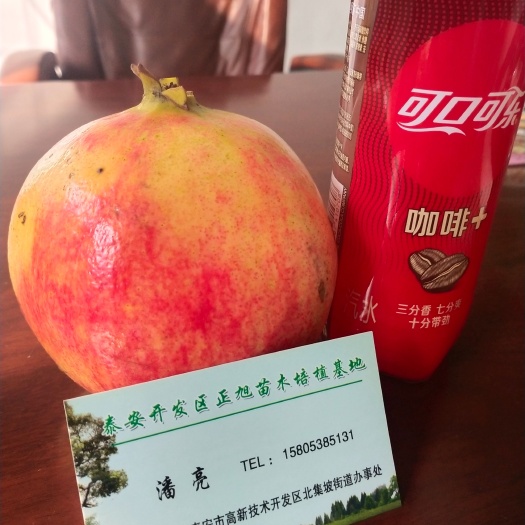 泰安3公分石榴树苗，泰山红石榴树苗