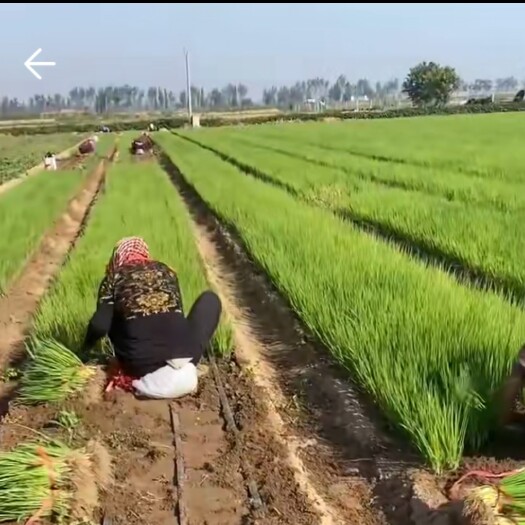 潍坊自育桶装精品葱苗陆续上市