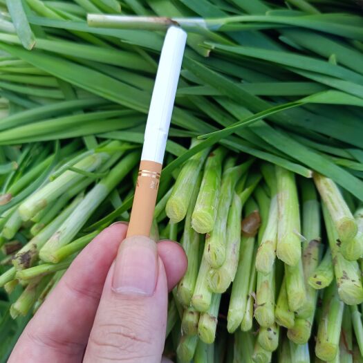 靖江市江苏精品大棚韭菜