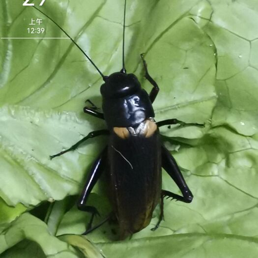 玉林双斑蟋蟀