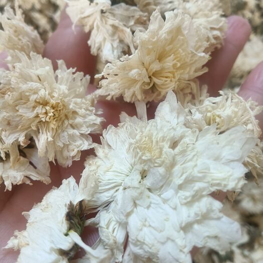 亳州菊花