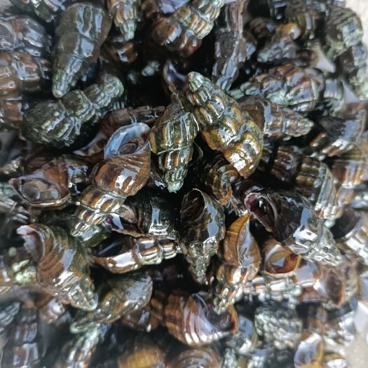 荔浦市清水扭螺