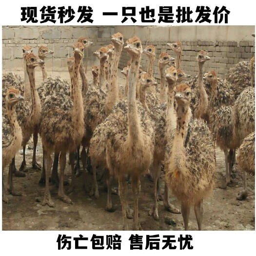 嘉祥县非洲鸵鸟