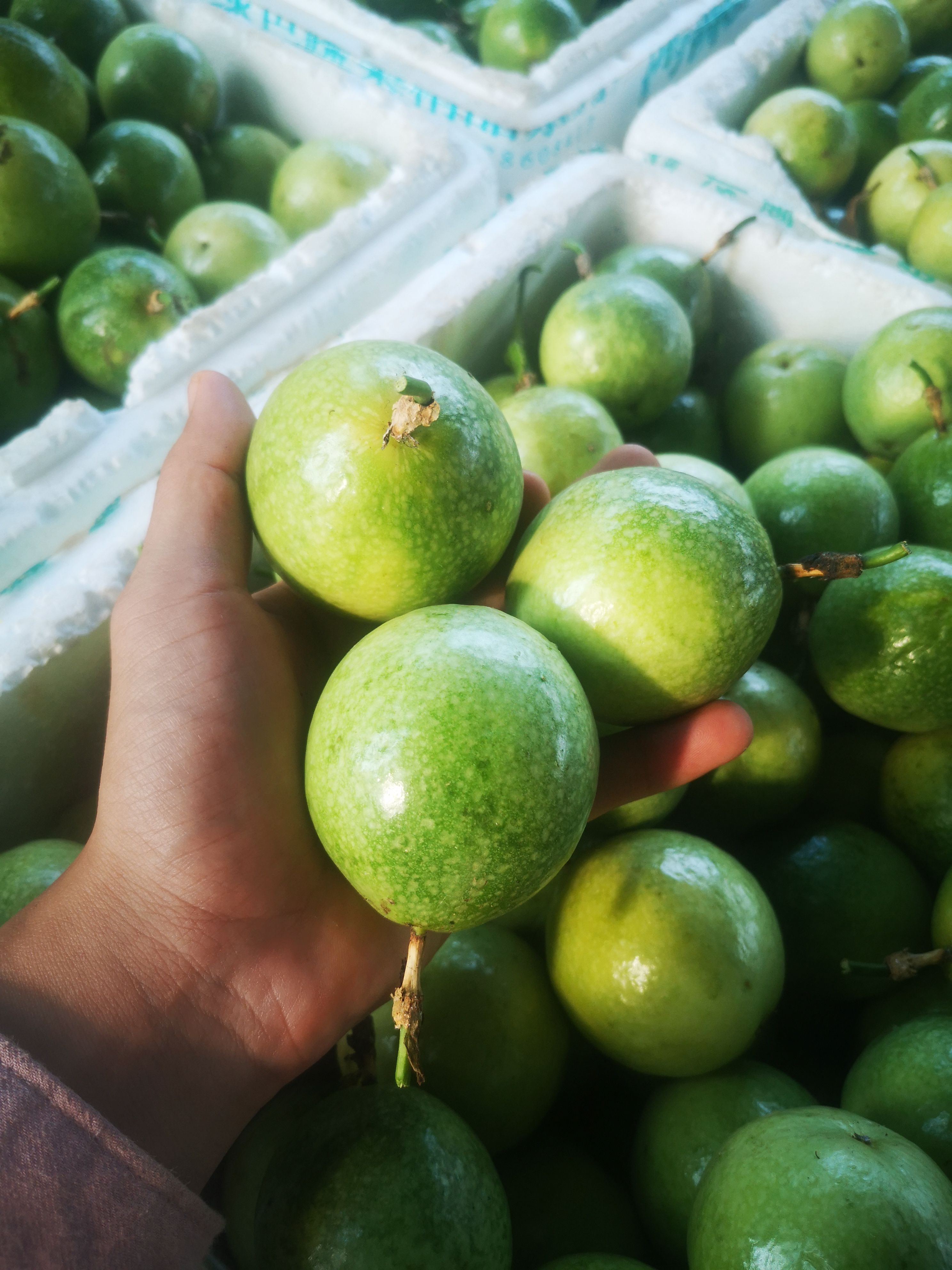 黄金百香果钦蜜9号