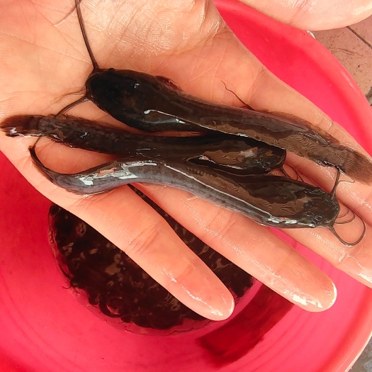 南宁杂交埃及鱼苗革胡子鲶鱼苗塘虱鱼鱼八须鲶鱼苗品种优良