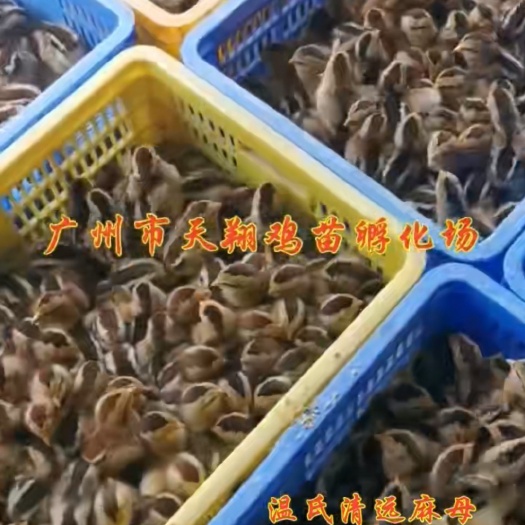 广州温氏清远麻二母苗 温氏麻二母苗 本地清远麻二母清远麻2号母