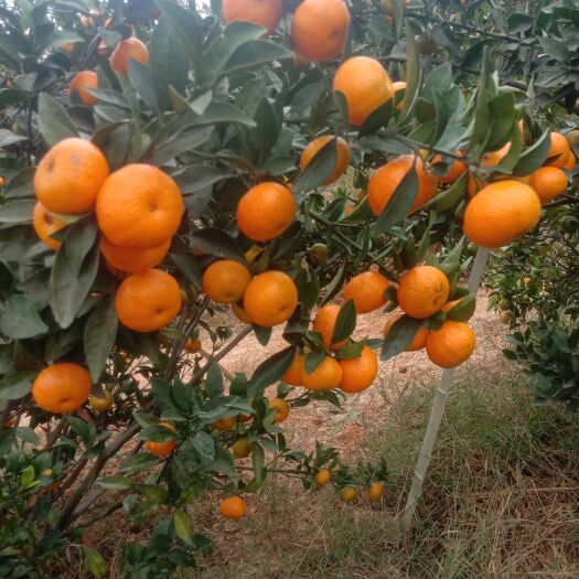 全州县广西桂林全州棉桔(蜜广)大量上市