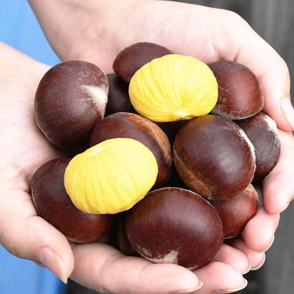 [板栗批发]云南板栗炒栗子专用产地直发包邮坏果包赔几乎无售后价格7