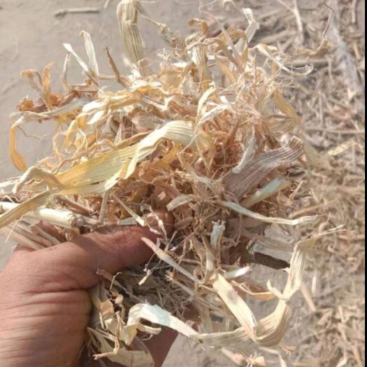 朔州玉米秸秆   无土无膜  质量上乘