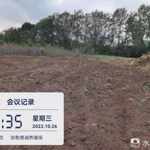弥勒市富红苹果苗