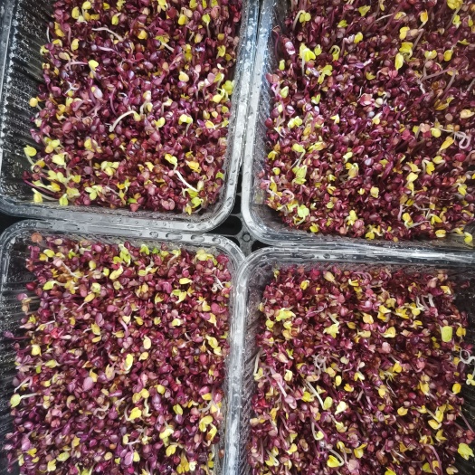 泗洪县萝卜芽