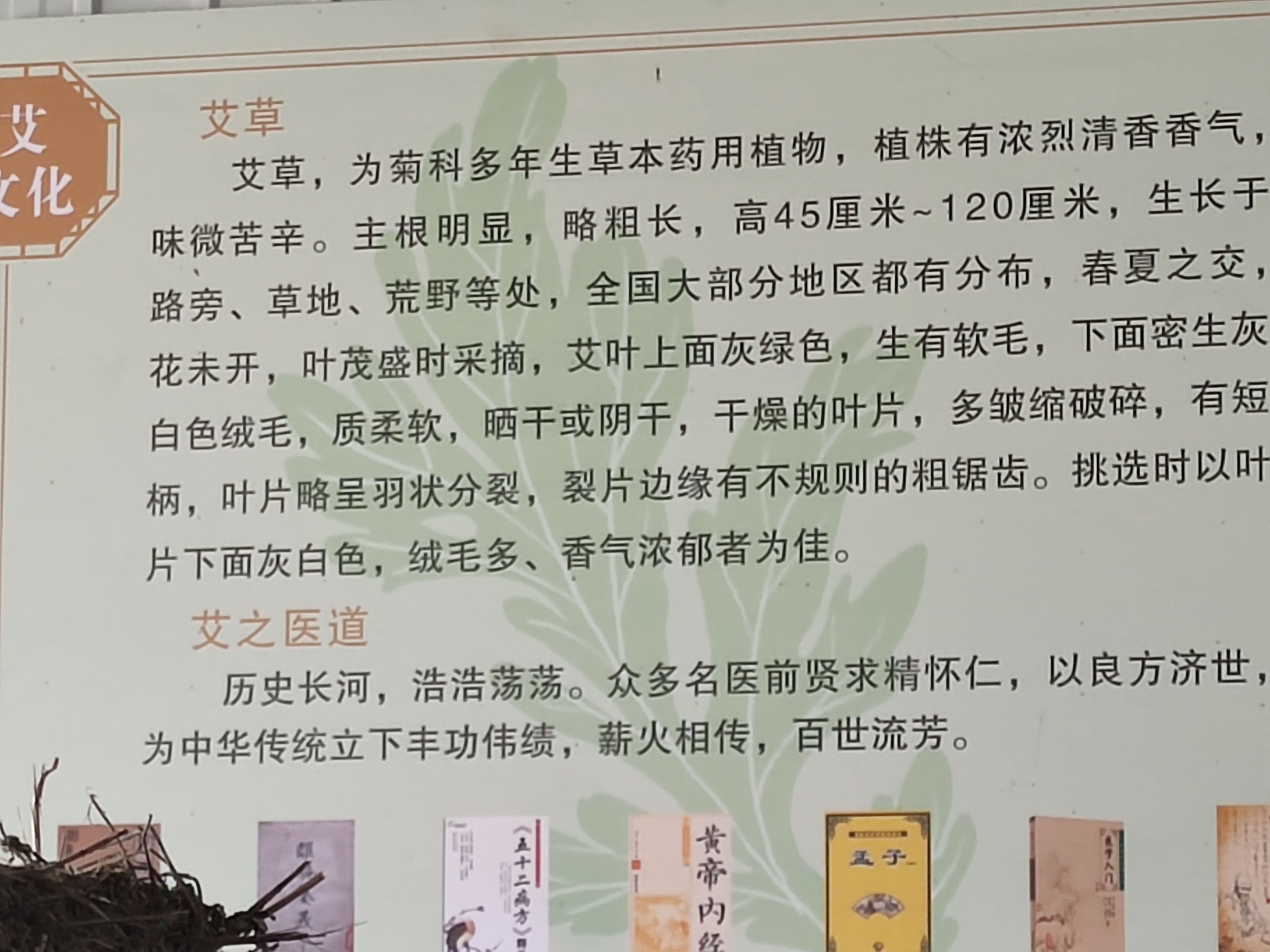 艾草苗艾葉是一種純陽藥，使用泡腳、熏蒸、艾條，艾絨，