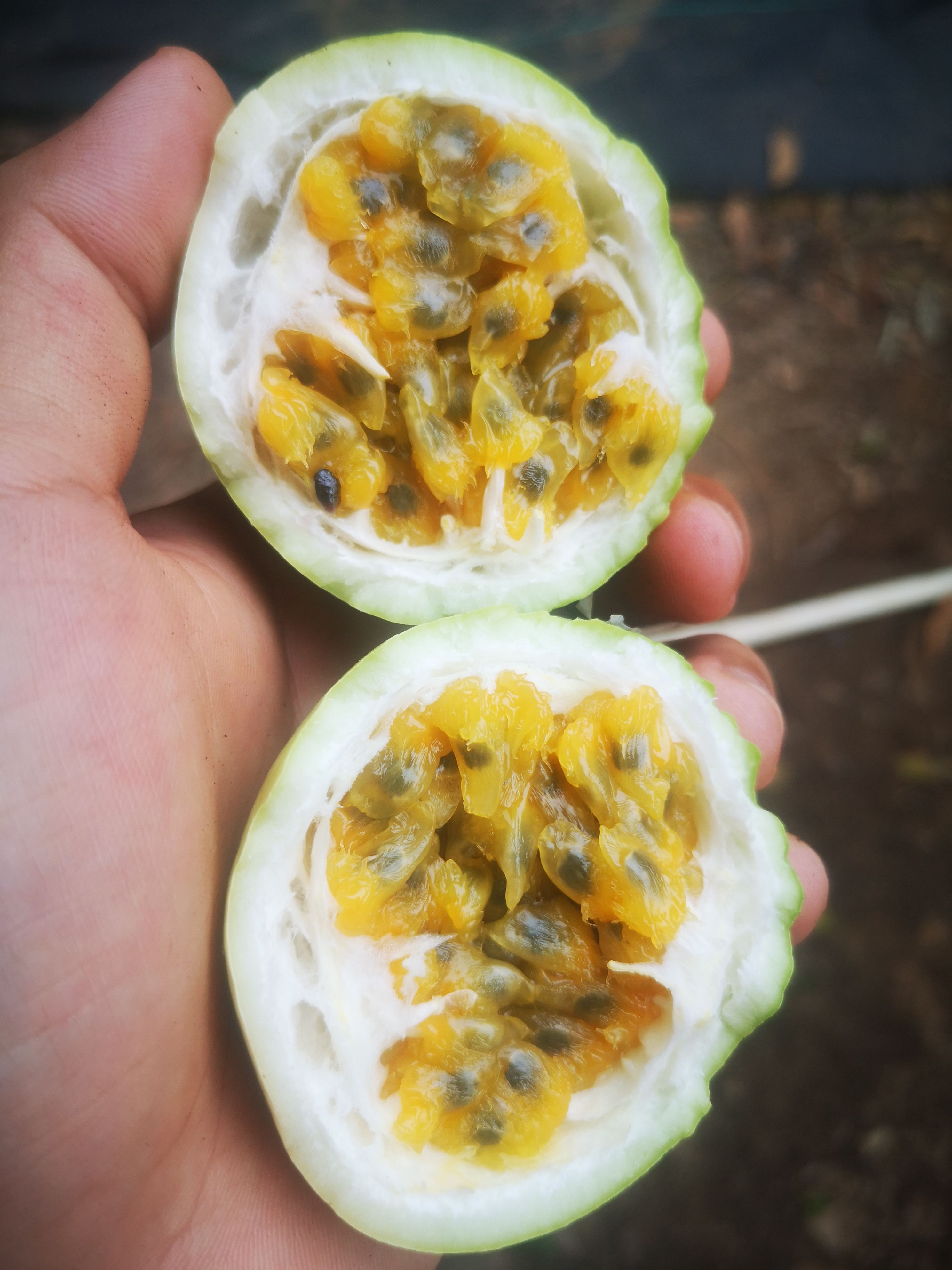 黄金百香果钦蜜9号