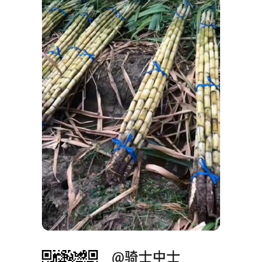 滨州甘蔗批发 ，每捆十根大甘蔗，平 到70斤  量大优惠