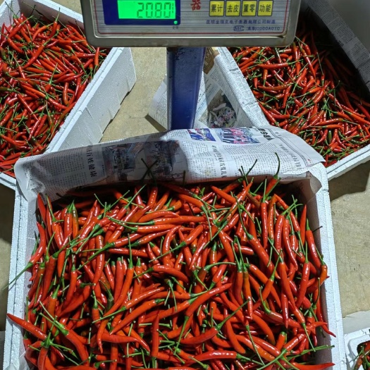 昆明小辣椒