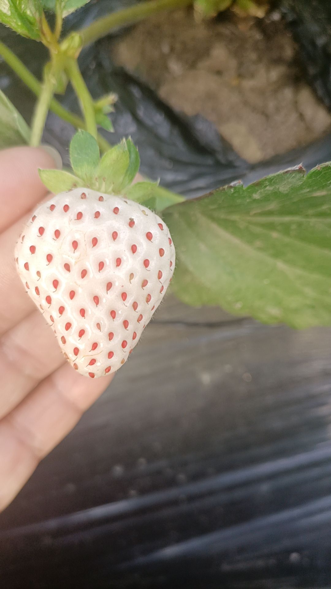 平度市淡雪草莓