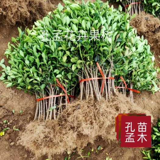 平邑县冬青卫矛苗四季常青庭院别墅绿篱围墙苗工程绿化苗绿化苗卫矛冬青
