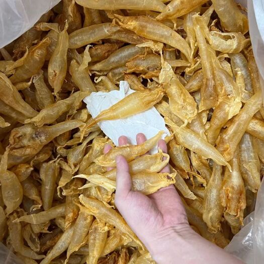 南澳县50头北海公气筒胶花胶肉质通透漂亮，跟本港赤嘴对比性价比很高