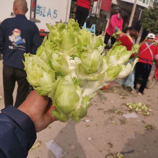 砀山县精品儿菜，娃娃菜，商超直供，全国发货