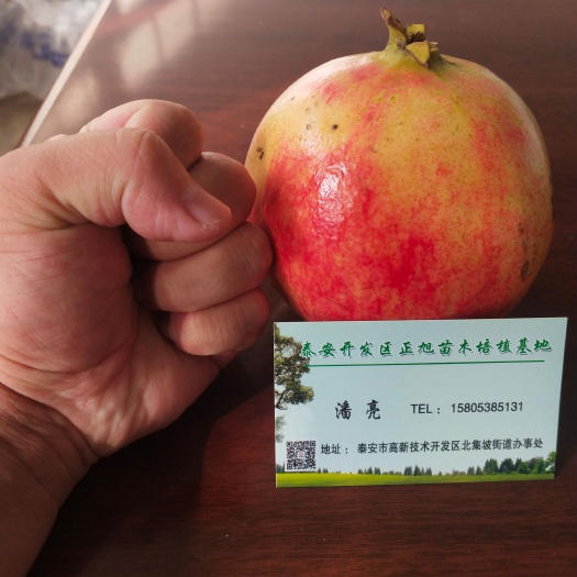 泰安1公分石榴树苗，软籽石榴树苗