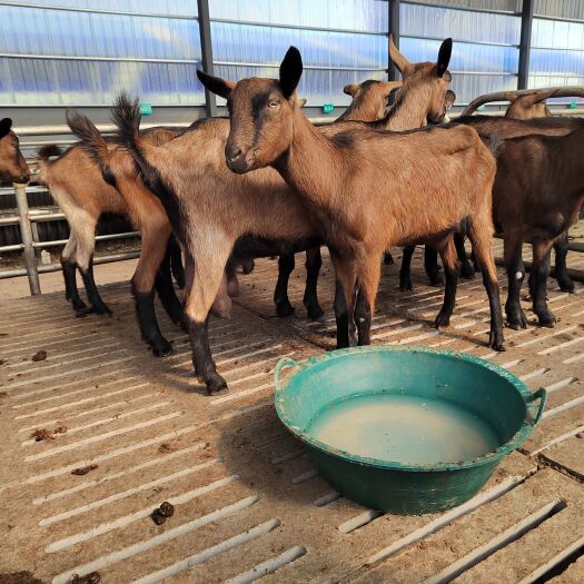 济南常年出售红鹿奶山羊价格便宜产奶量高欢迎朋友挑选