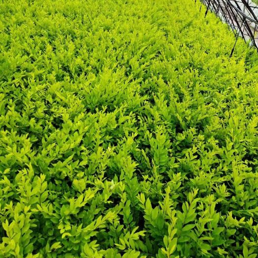 开原市水蜡绿篱苗 小叶女贞 夹植水蜡丛生墩 量大从优 实地看苗