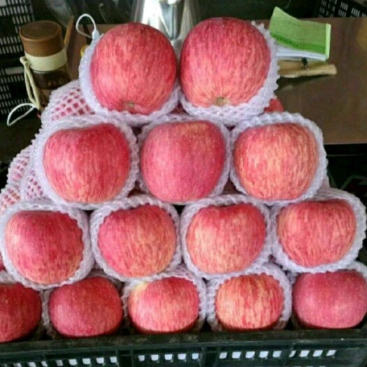 【洛川扶贫企业】陕西延安洛川富士苹果现摘现发水晶脆甜新鲜水果