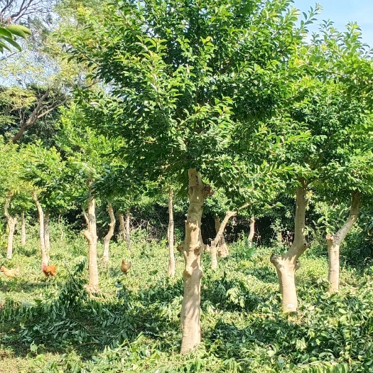 钦州广西优质铁冬青苗木 乔木绿化树欽北区直达供货