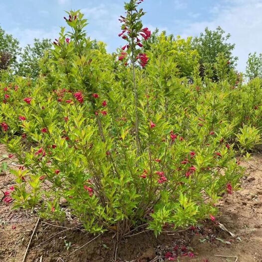 开原市红王子锦带花 小苗及花灌木 工程用丛生墩 规格齐全 全国发货