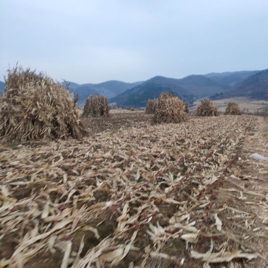 铁岭县过夏，过冬玉米秸秆草块，人工铡段