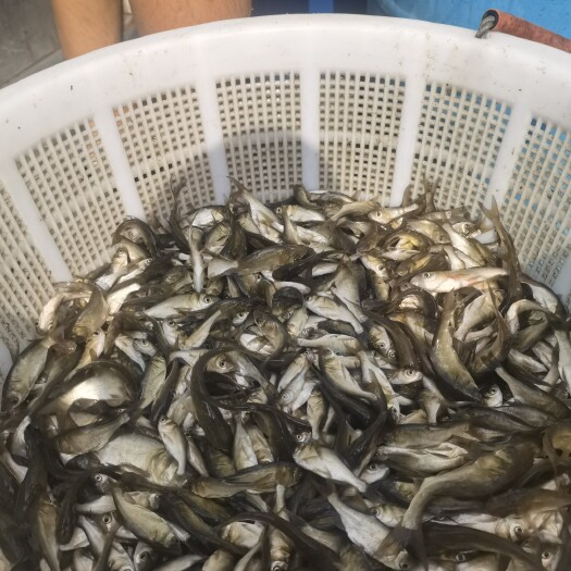 中山市新鲜十一朝大头仔，喜欢的可以下单了