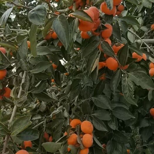 平陆县大量柿饼