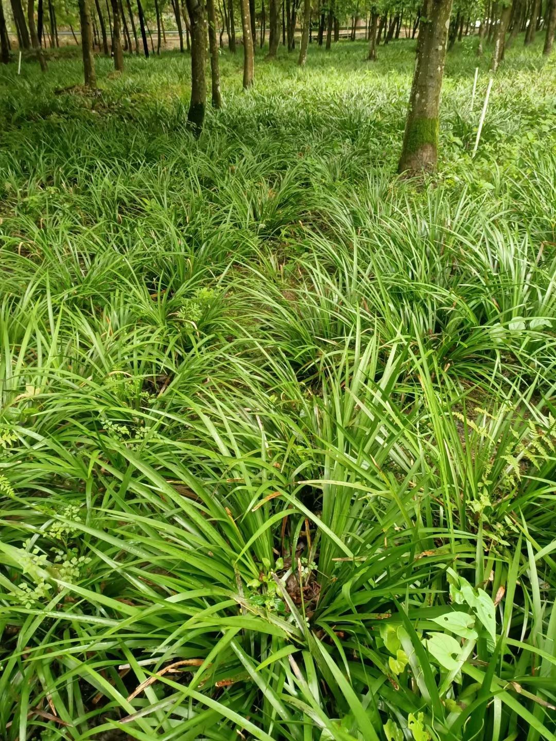 九节菖蒲种植图片