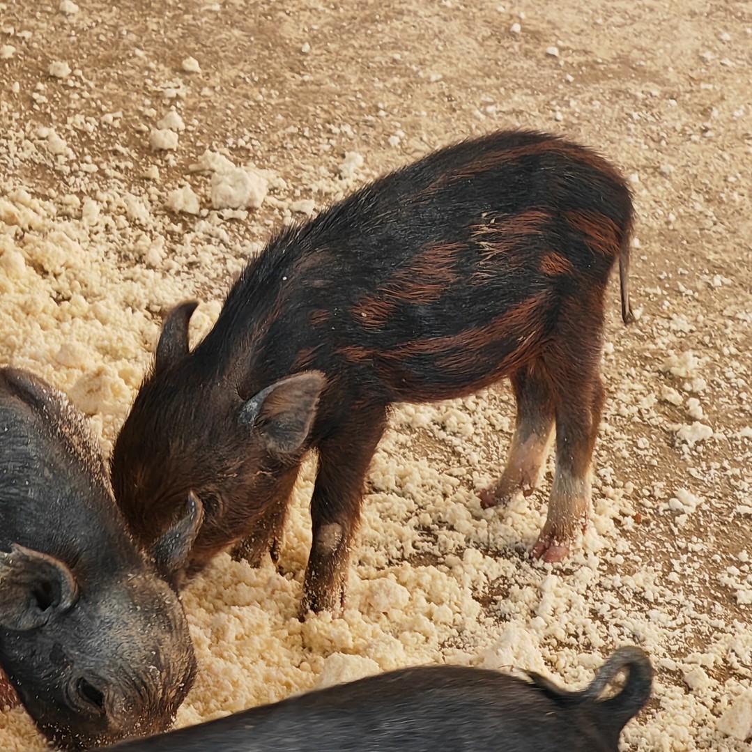 龙川县大量出售放养跑山香猪和二代山猪