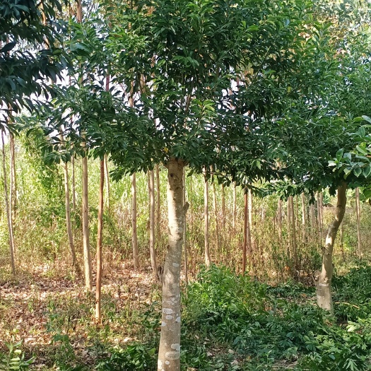 钦州铁冬青 龙胆树 树经10-22公分