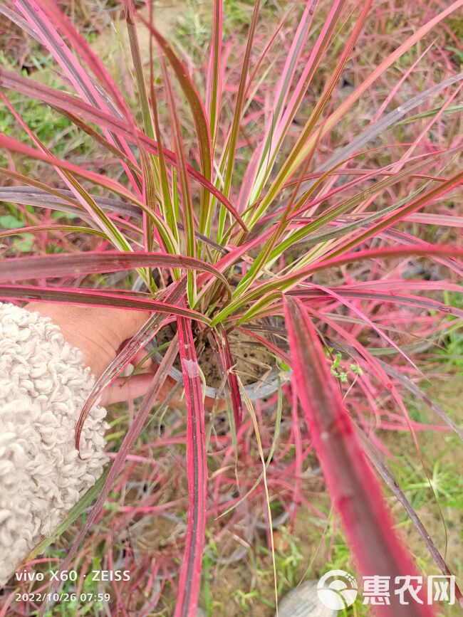 火焰狼尾草120双色杯，一加仑火焰狼尾草大量供应