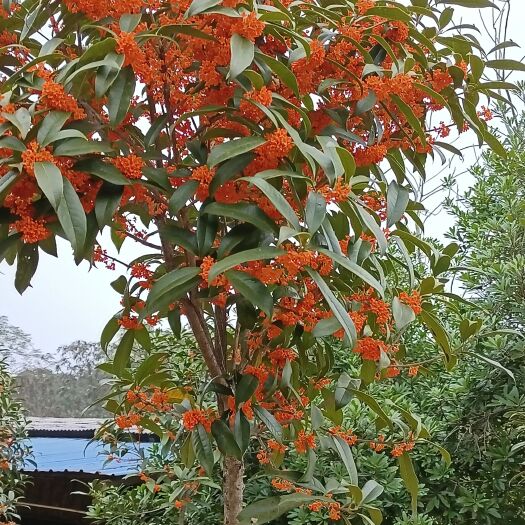 邵东市贵花树苗