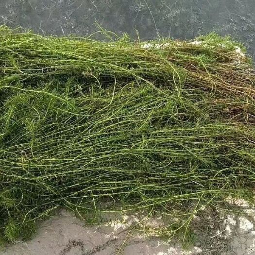 伊乐藻优质水生植物