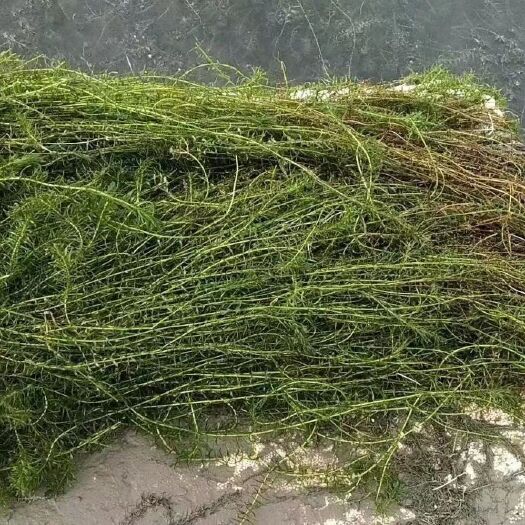 柳州伊乐藻优质水生植物