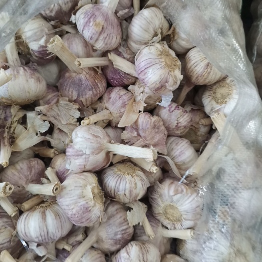 金乡县红皮蒜新鲜发货金乡正宗农产品产地直销优质 garlic