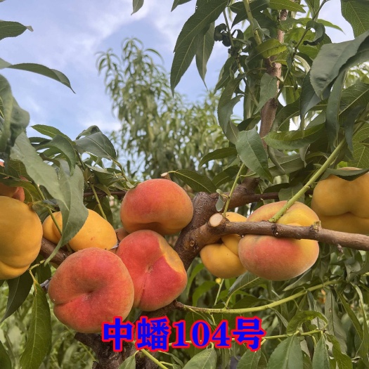 武陟县中蟠104～8月初成熟