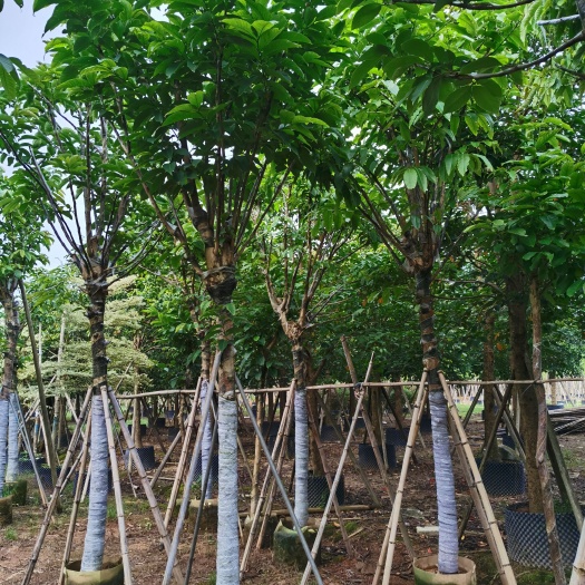 大叶紫薇，低价供应自家基地10-12分大叶紫薇大骨架袋苗