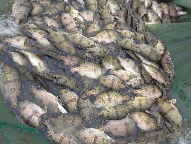 重庆鳜鱼，成活率高养殖技术问题都可以免费质询！！！