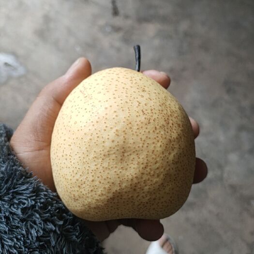 运城山西贡梨