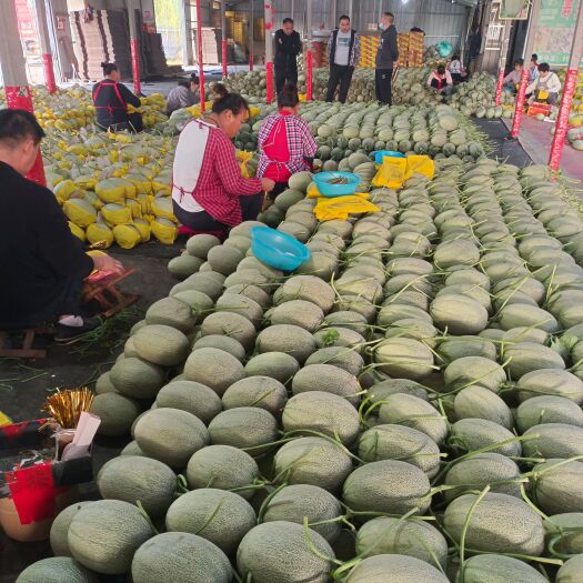 寿光市西州蜜25号瓜小密25哈密瓜，种植面积大网好，糖度高，