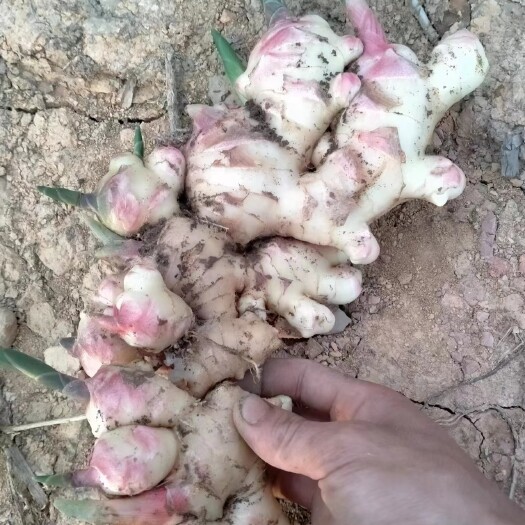 隆林县白口姜