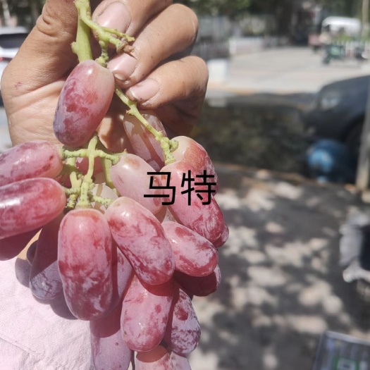 卢龙县里扎马特葡萄苗，颗粒大，特别甜，耐储运